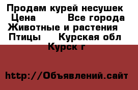 Продам курей несушек › Цена ­ 350 - Все города Животные и растения » Птицы   . Курская обл.,Курск г.